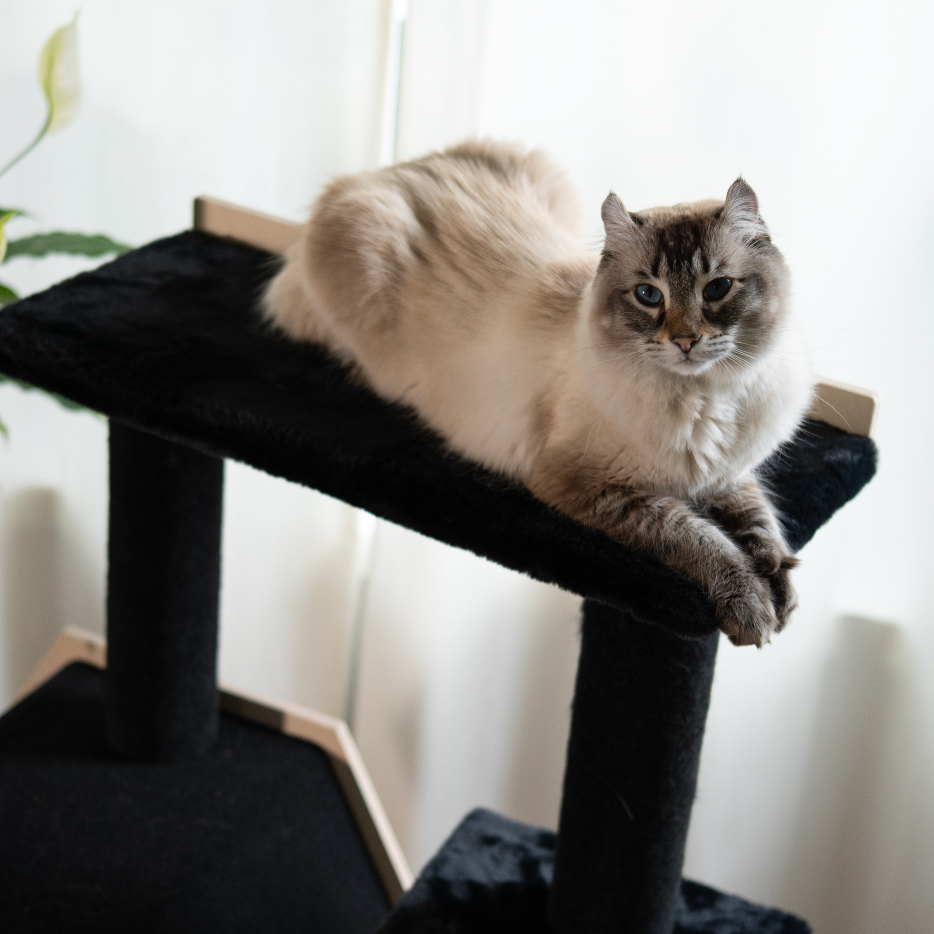 Hexagon House – Arbre à chat à 4 niveaux